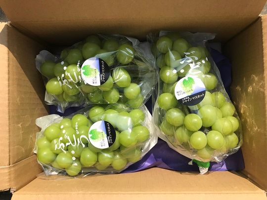 【2025年発送分】さいとうさん家のシャインマスカット ３～４房 （約2kg） 8月下旬以降発送 シャイン マスカット 葡萄 ブドウ ぶどう くだもの フルーツ 産地直送 山梨 やまなし 先行予約 富士川町