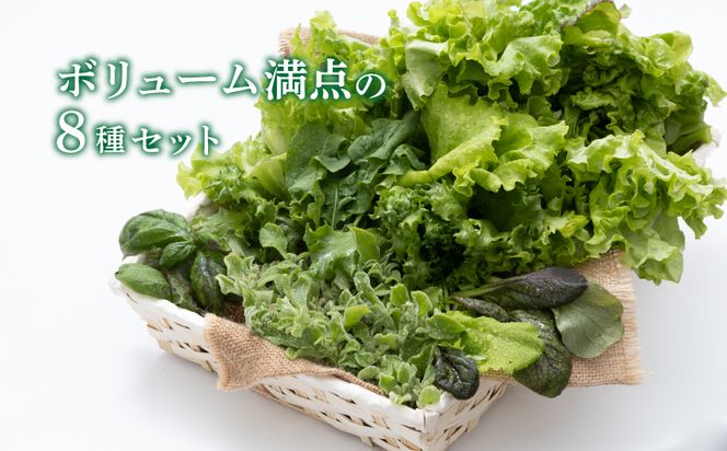 BB021　リーフ野菜8種類詰合せセット