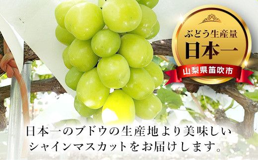 ＜2024年先行予約＞人気 シャインマスカット 約2.5kg 3～6房 ※沖縄県及び離島への配送はできませんので予めご了承ください。※常温配送 126-007