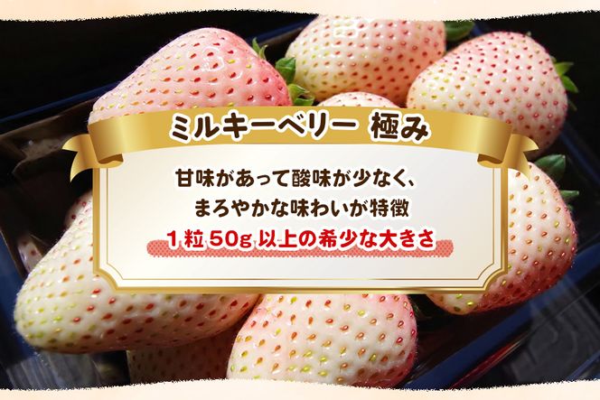 [数量限定] 完熟朝摘みミルキーベリー 極み 18粒《1月初旬～2月初旬に順次発送》｜いちご イチゴ 苺 フルーツ ミルキーベリー 果物 産地直送 栃木県産 [0574]