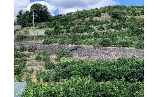 【数量限定】【赤秀特選品】有田みかん２Sサイズ約10㎏ CC01