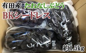 【数量限定】希少なぶどう「BKシードレス」約1.5kg★2025年８月中旬頃より順次発送  BZ081