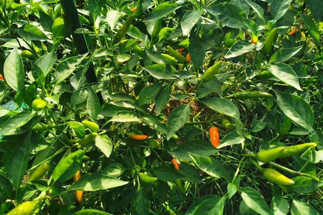 久美浜産　柚子唐辛子セット　3個　EK00002