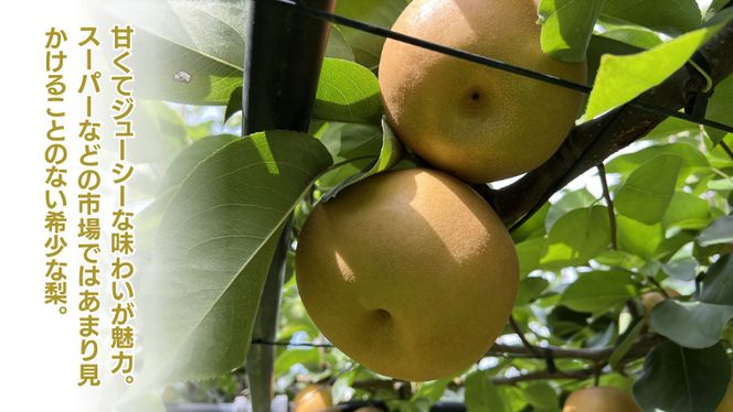 《 先行予約 》茨城県産 梨 秋月 3kg 6～10玉 【2024年発送】 フルーツ 果物 なし ナシ 旬 新鮮 旬 期間限定 甘い 国産 [DV003us]