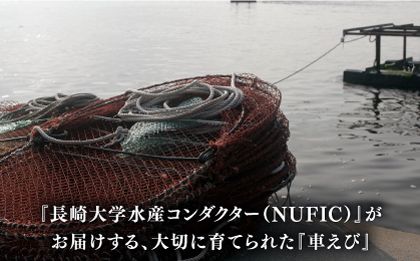 深江町漁協産車えび の生塩糀漬け ６〜７人前  / 車えび 塩こうじ / 南島原市 / 三ツ池[SCK009]