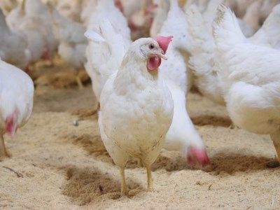 全体的に甘みとコクのある黄身が特徴 ワタナベファームの優等生な末っ子【平飼い卵いろは】