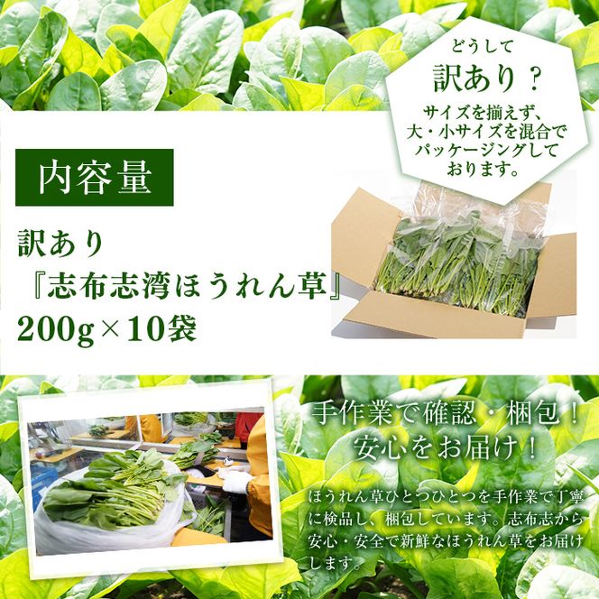【数量限定・訳あり】志布志湾ほうれん草(計2kg 200g×10袋) a2-081