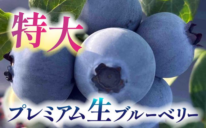 ＼毎年6月より順次発送/あいさい彩ベリー（ブルーベリー生果実）250g×2パック 【あいさいベリーLABO】 産地直送 青果ブルーベリー[AEBZ002]