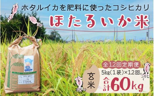 【訳あり】ほたるいか米（玄米５kg）×12回 計60kg【12ヶ月定期便】