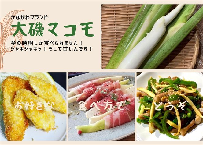159-2023-09　かながわブランド 大磯マコモ(2kg 10～18本程度)【栽培期間中農薬不使用】＜出荷開始：2026年10月8日出荷開始～2026年11月7日出荷終了＞【 マコモタケ マコモダケ 神奈川県 大磯町 炒め物 大磯町特産品 季節野菜 】