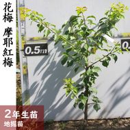 ＜すだ農園＞2年生 苗木◇ウメ(花梅) 摩耶紅梅(まやこうばい)[地掘苗 2023年] ※2024年11月中旬～2025年4月頃に順次発送予定 ※北海道・沖縄・離島への配送不可