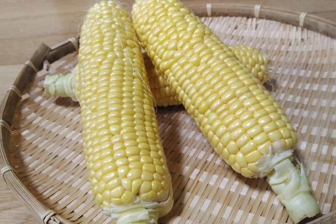 BF110 10月下旬から出荷！「朝どれスイートコーン！」Lサイズ以上×5本セット【全国的にも珍しい秋季出荷】