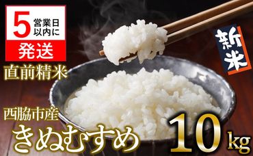 【令和５年産 きぬむすめ】白米10kg（10kg×1袋）新米 2023年産【５営業日以内に発送】(10-72)