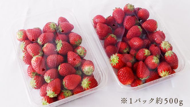 （訳あり）いちご 2kg（500g×4パック）【1月から発送開始】（茨城県共通返礼品 [いちご]：城里町） 果物 フルーツ 苺 イチゴ 不揃い わけあり 先行予約 家庭用 アレンジ お菓子作り スイーツ [BI369-NT]