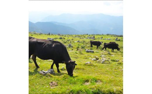 ～四国一小さなまち～ うまと屋ハンバーグ8個(150g×8個）和牛100% 牛 牛肉 肉 お肉 和牛 土佐和牛 土佐黒牛 おかず 惣菜 ジューシー おいしい 国産 真空パック お取り寄せ