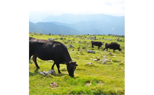 ～四国一小さなまち～ すき焼き用 1kg 1kg 1キロ 牛 牛肉 肉 お肉 赤身 和牛 土佐和牛 土佐黒牛 国産 おいしい すきやき スライス お取り寄せ