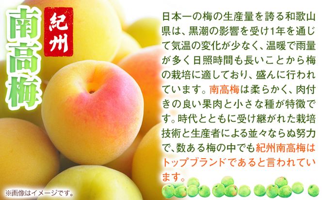 南高梅 はちみつ 梅 紀州南高梅 つぶれ 梅干し 2kg 有限会社プラム《30日以内に出荷予定(土日祝除く)》和歌山県 日高町 送料無料 梅 うめ ウメ 南高梅 つぶれ梅 蜂蜜 紀州 うめぼし 梅干 漬物 ごはんのお供  送料無料---wsh_plm5_30d_23_10000_2kg---