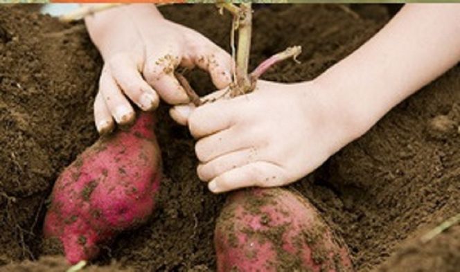 【旬のお野菜・もぎとり体験チケット 4,500円分】何名様でもご利用可能！ 野菜 農業体験 収穫 畑 農園 チケット 体験 プレゼント H025-011