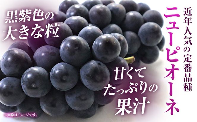 家庭用つる付きニューピオーネ 2房(1房530g以上)【配送不可地域あり】有限会社ホーティカルチャー神島 令和7年産先行受付《9月上旬-10月中旬頃出荷》岡山県 笠岡市 送料無料 葡萄 フルーツ 果物 ニューピオーネ つる付き お取り寄せフルーツ---H-34a---