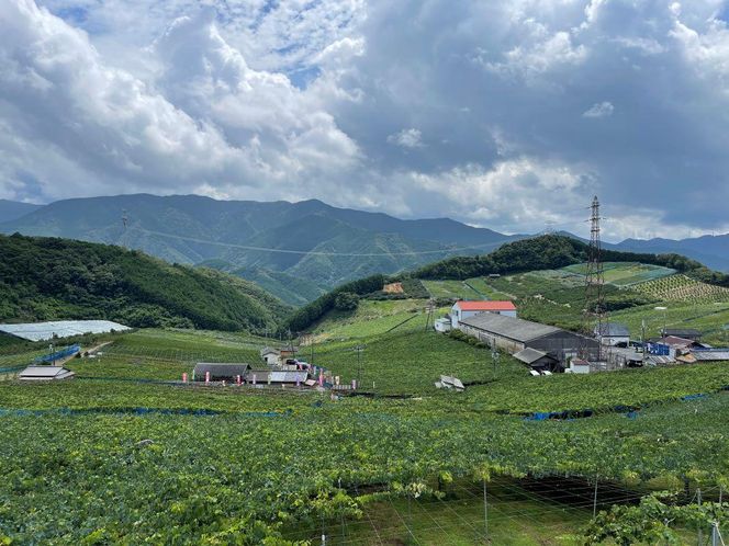 【先行予約】 巨峰 4～6房 2kg  2025年8月下旬発送開始  朝採れ 新鮮 減農薬 和歌山県 巨峰村 農園直送 BA35