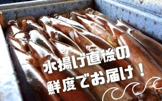 【大容量】旬の絶品 寒シマメげそ唐揚げ1kg とれたてスルメのプリプリ食感 海士町産玄米粉使用