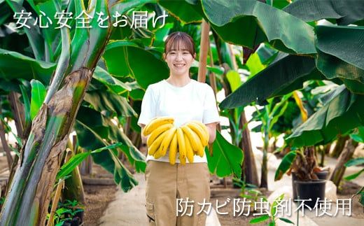 【先行予約】黄金ときめきバナナ1kg以上（CA001）
