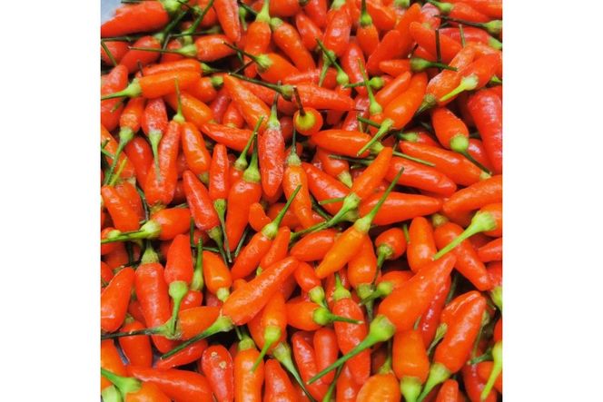 久美浜産　柚子唐辛子セット　3個　EK00002