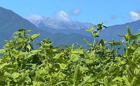 金のしずく（食用エゴマ油）110g　２本組Cタイプ SWAU003