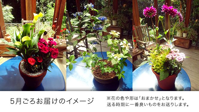 【 確実園 オリジナル 】 寄せ植え（おまかせ1点） ガーデニング 花 はな フラワー 鉢 鉢植え [BG003us]
