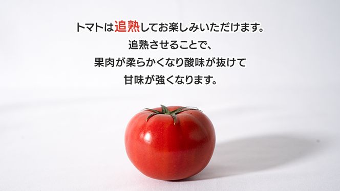 てるて姫 中箱 約1.2kg × 1箱 【12~15玉/1箱】 てるてひめ 糖度9度 以上 スーパーフルーツトマト 野菜 フルーツトマト フルーツ トマト とまと [AF011ci]