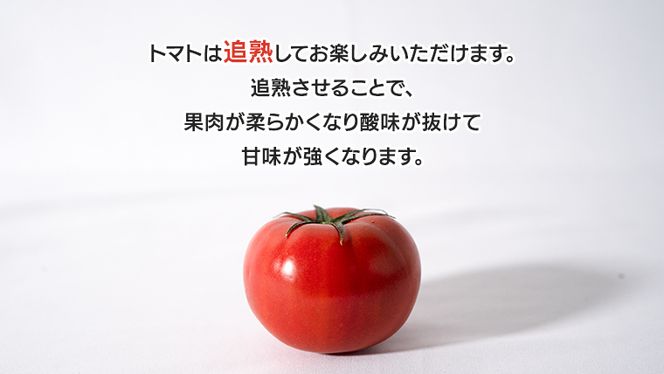 【 訳あり 】 スーパーフルーツトマト 大箱 約2.6kg × 1箱 【大玉 20～35玉】 糖度9度 以上 野菜 フルーツトマト フルーツ トマト とまと [AF055ci]