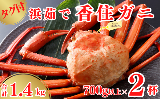 [タグ付き 浜茹で 香住ガニ 冷蔵] 700g以上×2杯 合計1.4kg以上 カニの本場 香住 選ばれたタグ付きの高級香住ガニです 配送日指定不可 産地直送 大人気 ふるさと納税 送料無料 甘みが強い 絶妙の塩加減での茹で上げ 香住カニ 香美町 かに 海鮮 ベニズワイガニ ゆで蟹 丸ごと ボイル 脚 爪 身 ほぐし むき身 かにすき しゃぶ 鍋 丸近 19-13