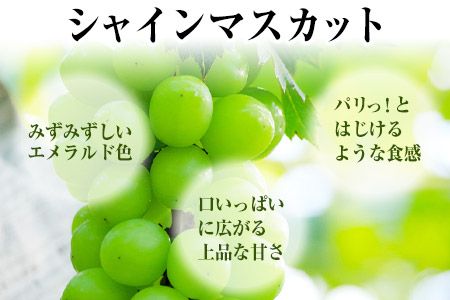熊本県大津町産 タカハマ観光農園の 朝採れ シャインマスカット 約1kg 1～2房《8月上旬-10月末頃出荷》熊本県 大津町 ブドウ 葡萄 ぶどう シャインマスカット 果物 くだもの スイーツ フルーツ デザート ギフト 種なし クール便 送料無料---oz_thm_4_1000g---