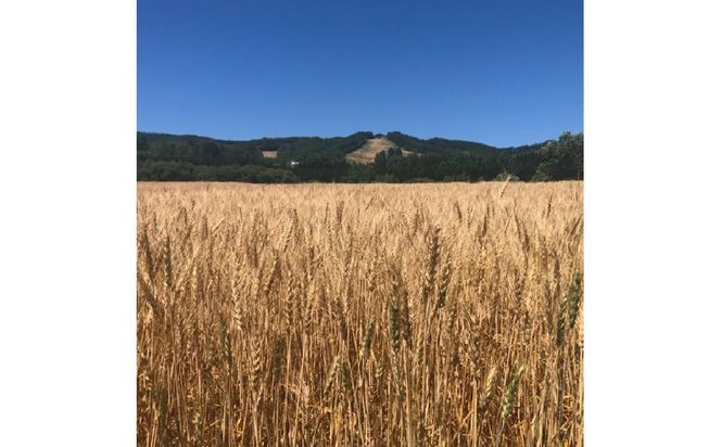 【北海道オホーツク産】パン用強力粉 春よ恋 4kg　※賞味期限30日保証 ( パン用強力粉 北海道産 小麦粉 パン 製パン )【056-0001】