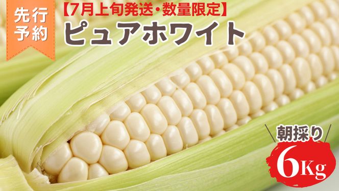 【 先行予約 7月上旬 発送】【 令和6年産 】 朝採り 白い とうもろこし ピュアホワイト 約 6kg トウモロコシ 期間限定 甘い 生食 [AX028ya]