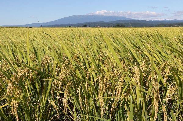 【11月より順次発送】梅木もち屋 紅白もち おすそ分けセット 270g×10袋（入金期限：2026.2.20）庄内産『でわのもち』使用 個包装 丸餅 計2.7kg【25-398B】