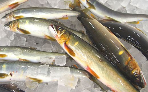 R6-851．【4回定期便】鮎づくし！清流四万十川で育った天然鮎の定期便