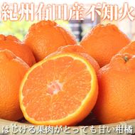 【ご家庭用訳有り】紀州有田産不知火(しらぬひ) 約8.5kg【2025年2月中旬以降発送】【先行予約】【UT41w】AN015