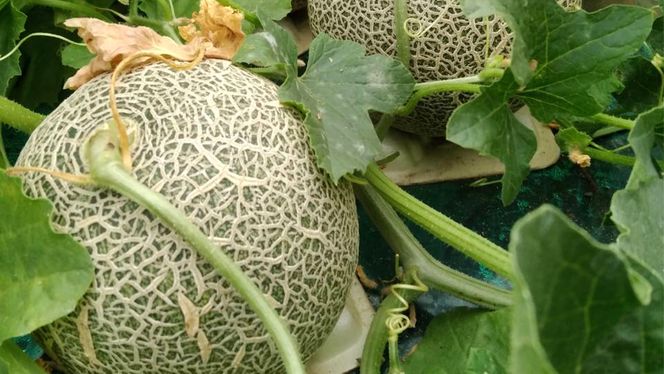 【先行予約 2026年5月下旬発送】 ほのかメロン 秀品（ 赤肉 ） 2玉 メロン 果物 フルーツ 甘い 茨城県 茨城県産 期間限定 数量限定 産地直送 農家直送 [AV005ya]