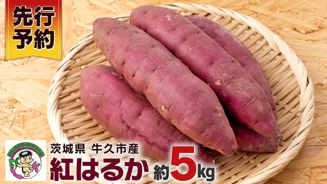 《 先行予約 》 茨城県 牛久市産 さつま芋 （ 紅はるか ） 5kg 箱入り 国産 野菜 サツマイモ 芋 生いも 生芋 べにはるか 期間限定 甘い 熟成 おやつ スイーツ デザート 焼き芋 産地直送 食物繊維 [EP001us]