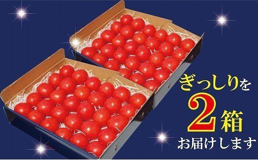 【人気のスイーツトマト】本田農園のかがやきトマト2箱（約70個）014002