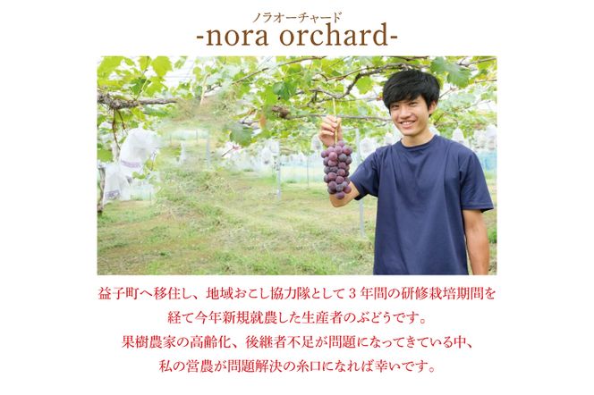 【先行予約】数量限定！種無しぶどう ピオーネ 合計2kg (4～6房) | ９月上旬より順次発送 数量限定 ブドウ 葡萄 ピオーネ 種なし 種なしブドウ 旬 果物 フルーツ 濃厚 ジューシー 益子町産 新鮮 (DC002)
