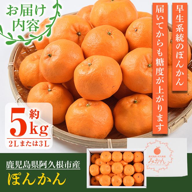 ＜先行予約受付中！2025年12月下旬以降順次発送予定＞数量限定！鹿児島県産 手詰めぽんかん(計約5kg・2L or 3L) 旬 フルーツ 果物 くだもの ポンカン 早生系統 デザート ノーワックス 阿久根市産 期間限定 数量限定 手詰 手作業【三笠農業生産】akn051-01