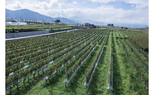 ルミエール　ワイン定期便 ハーフコース FAM003