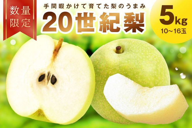 【先行予約／数量限定100】廿世紀梨　5kg（2026年9月上旬～発送）　FK00014