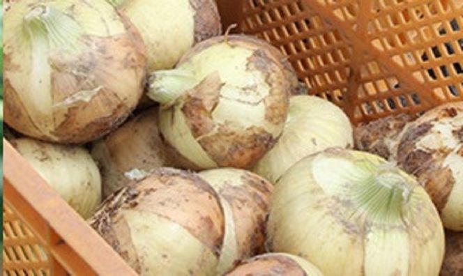 【旬のお野菜・もぎとり体験チケット 4,500円分】何名様でもご利用可能！ 野菜 農業体験 収穫 畑 農園 チケット 体験 プレゼント H025-011