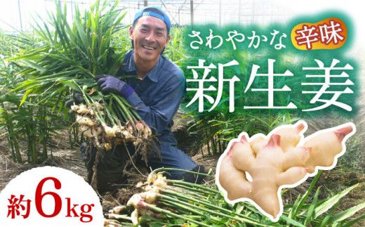 y茧쓇szy2026N8`zVI 6k / VEK 傤 I / 쓇s / ӂ͂t@[[SBS020]