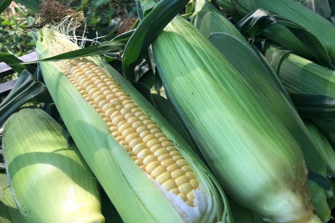 ＜てんとうむしばたけ＞有機とうもろこし5本　有機野菜 甘い 野菜 ふるさと納税 とうもろこし 期間限定 とうもろこしごはん かき揚げ 有機 オーガニック 産地直送 旬野菜 旬 コーン バター ペッパーランチ シャキシャキ 弾ける 丸ごと かぶりつきBR00029