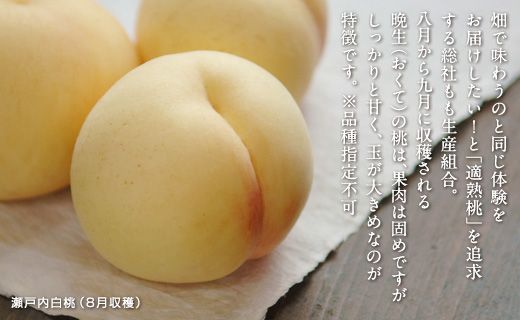 8月の桃（約1kg）岡山県総社もも生産組合【2024年産先行予約】24-012-004