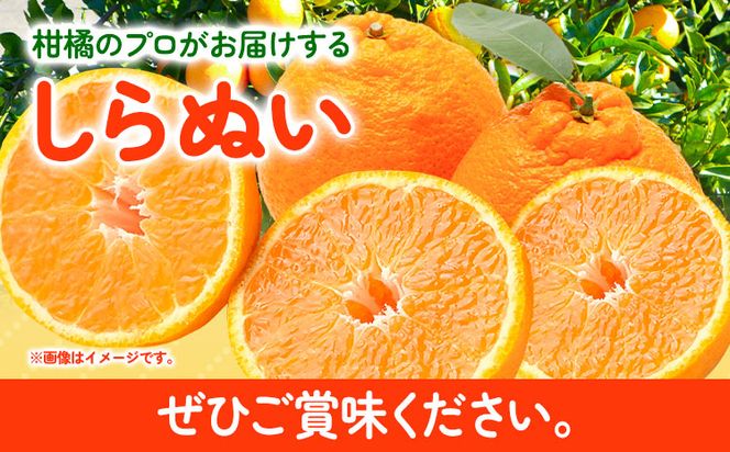 訳あり 不知火 ( デコポンと同品種 ) しらぬい 約5kg (M～5Lサイズ) どの坂果樹園《2025年2月上旬-4月上旬頃出荷》 和歌山県 日高町 しらぬい でこぽん 旬 果物 フルーツ 柑橘 訳あり不知火 訳ありデコポン 訳ありしらぬい 送料無料---wsh_dsk5_ad24_24_9000_5kg---